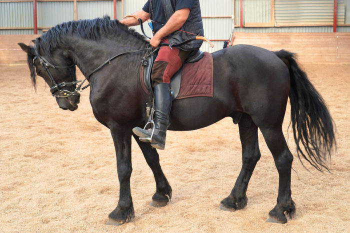 Friesian Horse For Sale Ponies, Rehome Loan in the UK and Ireland 2022