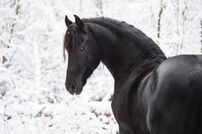 Friesian Horse For Sale Ponies, Rehome Loan in the UK and Ireland 2022