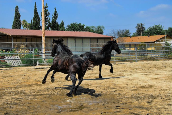 ranch cheval mammifère étalon les chevaux jument Équitation bête de somme Fourrure noire Frison Cheval comme le mammifère Cheval mustang Équitation anglaise