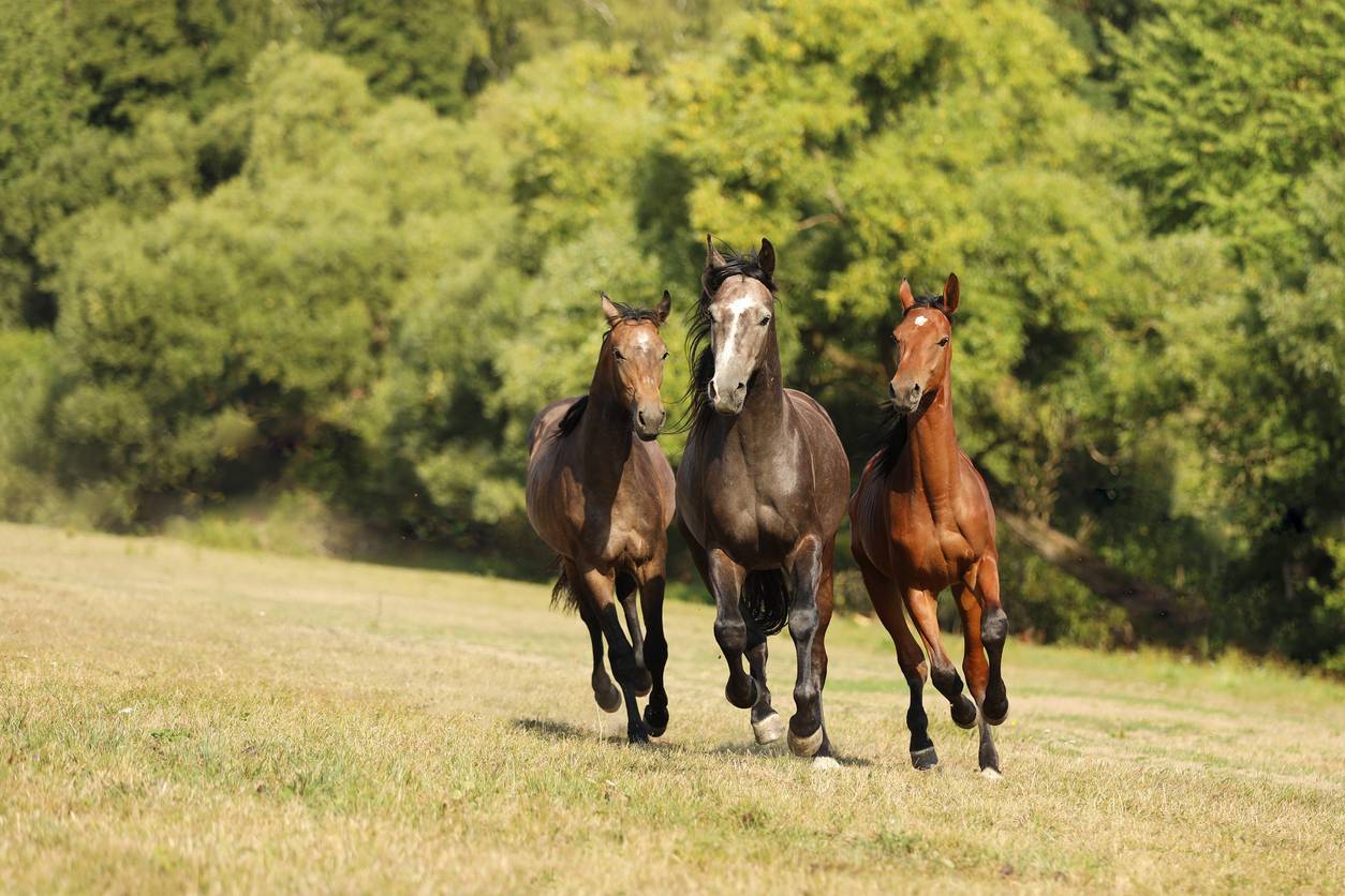 les robes de cheval les plus rares