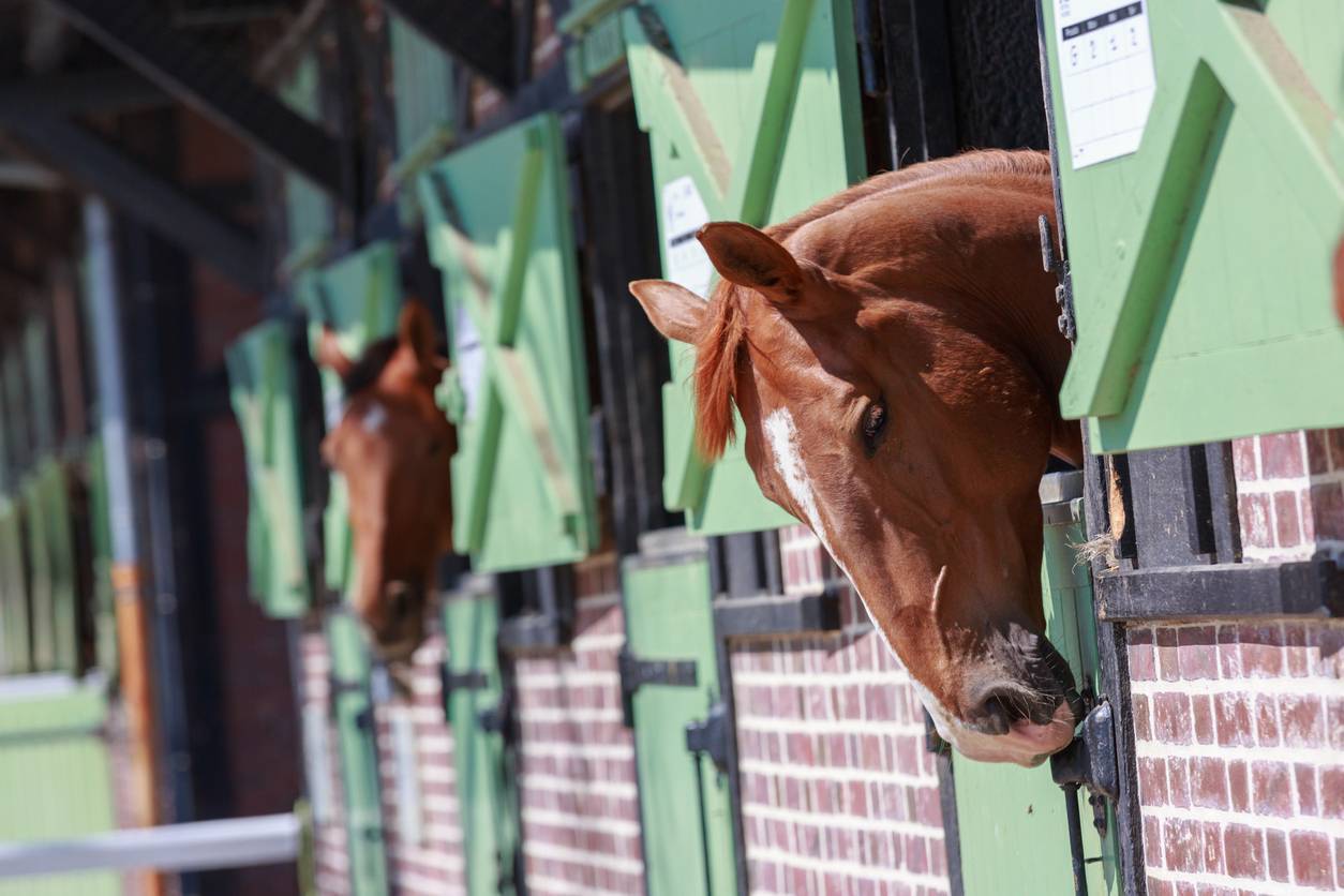 box pour cheval