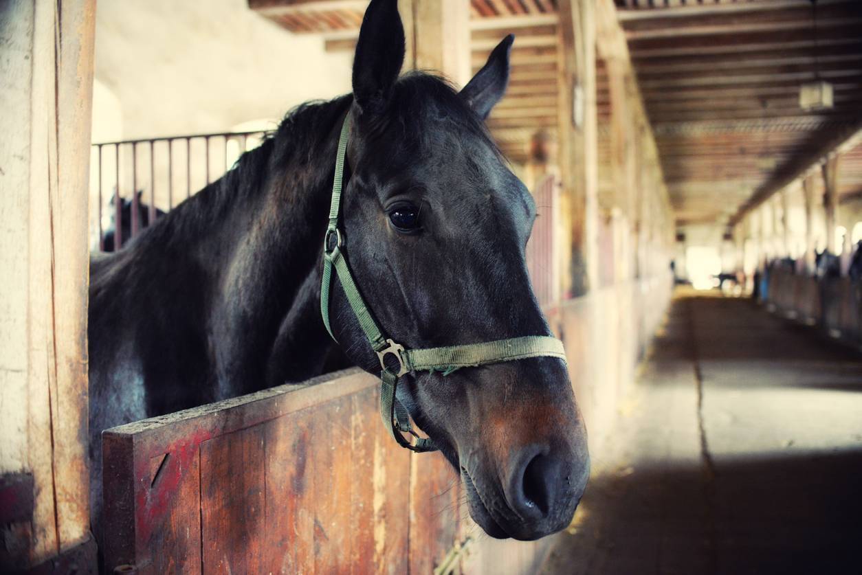 tenture de box personnalisable cheval