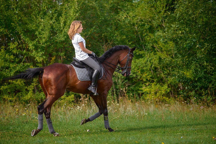 Quels sont les équipements dont il faut doter son cheval pour l'équitation?