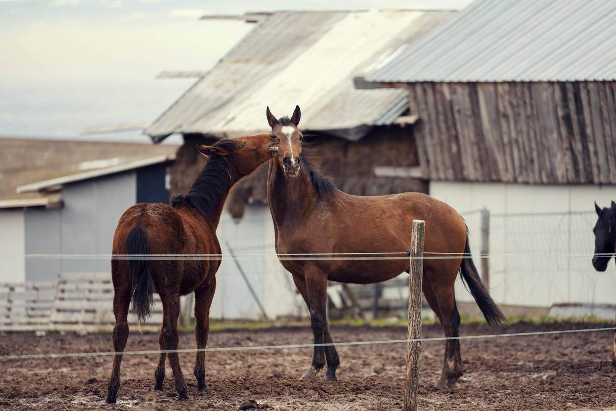 Installez des dalles de stabilisation du sol pour la sécurité des chevaux 