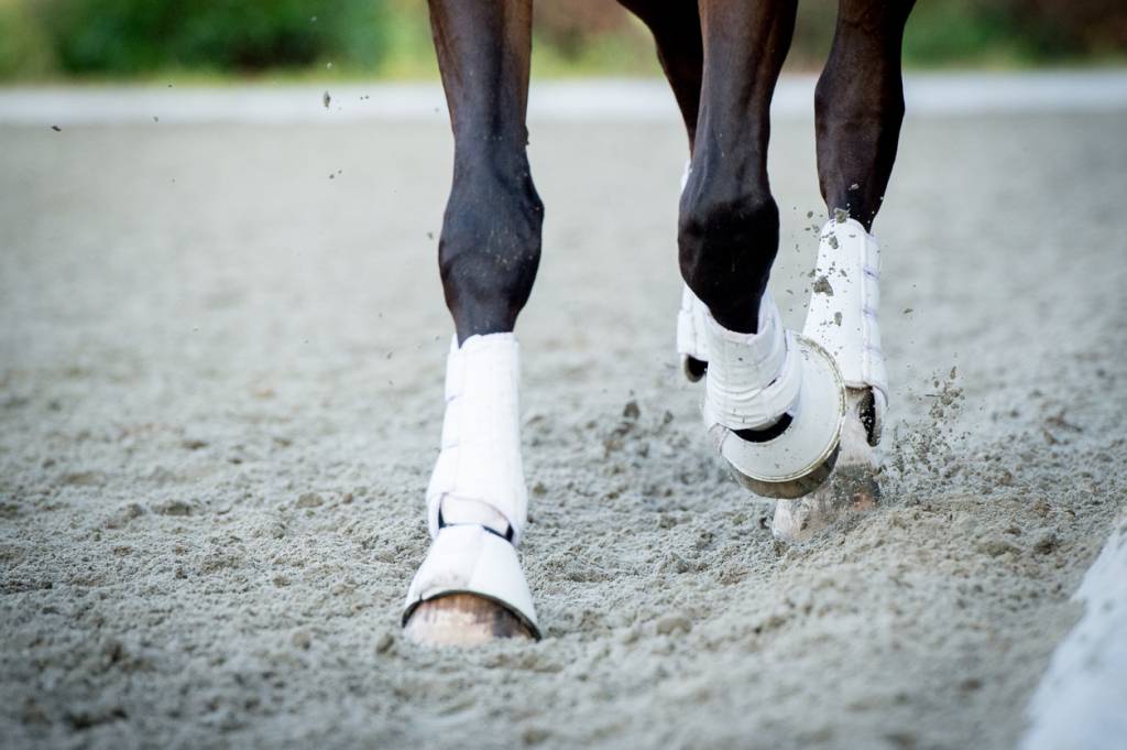 Maréchalerie : les fers diffèrent-ils selon les chevaux ?