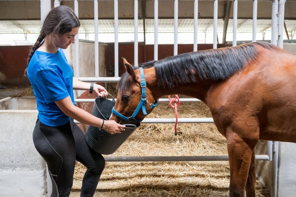 Surveillance régime alimentaire cheval de course 